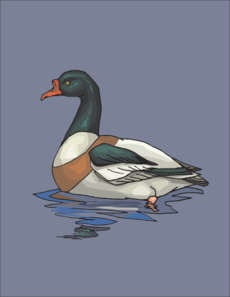 Green And White Duck In Water Clip Art